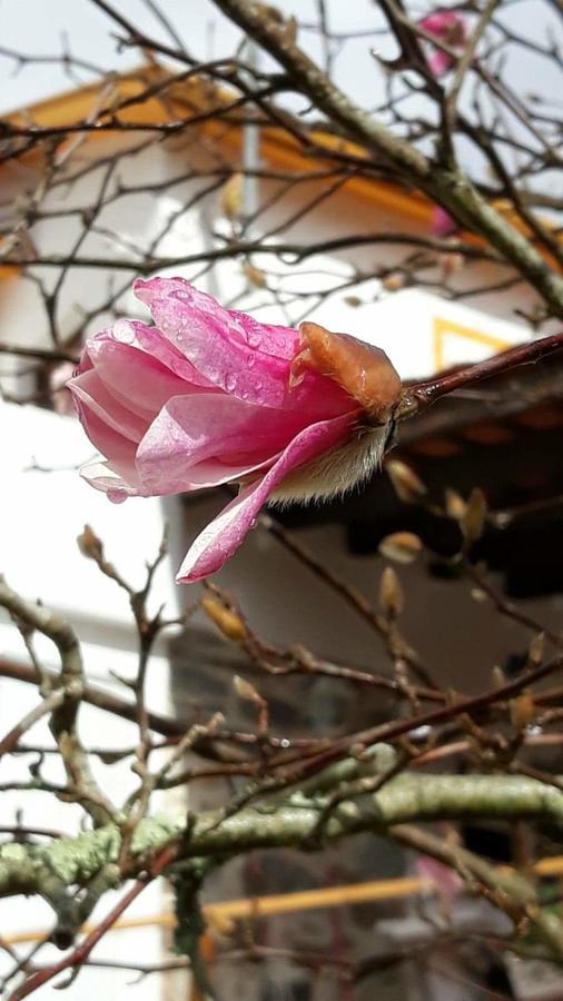 Magnolias Cottage 洛萨 外观 照片